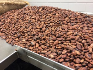 cacao beans